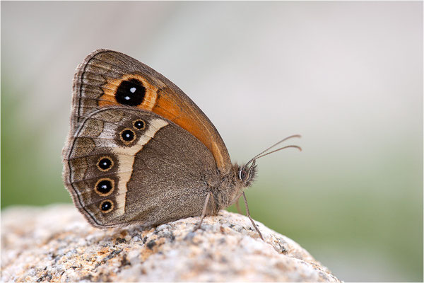 Spanisches Ochsenauge (Pyronia bathseba), Frankreich, Ardèche