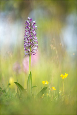 Helm-Knabenkraut (Orchis militaris), Gotland, Schweden