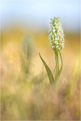 Strohgelbe Fingerwurz (Dactylorhiza ochroleuca), Schweden, Gotland