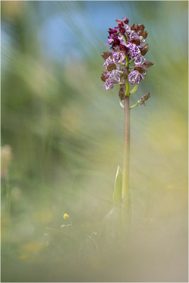 Purpur-Knabenkraut (Orchis purpurea), Frankreich, Drôme