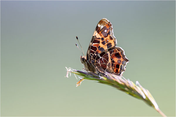 Landkärtchen (Araschnia levana), Frühjahrsform, Deutschland, Baden-Württemberg