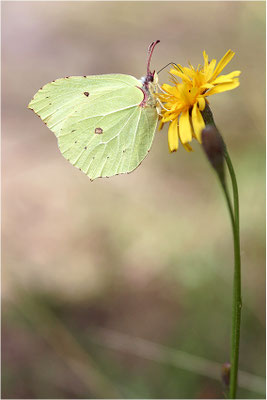 Zitronenfalter (Gonepteryx rhamni), Männchen, Schweden, Dalsland