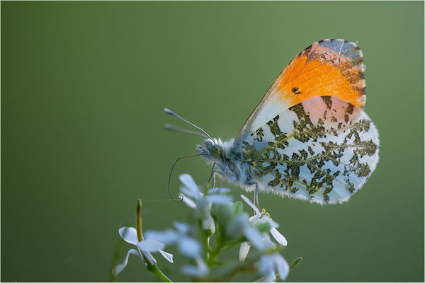 Aurorafalter (Anthocharis cardamines), Männchen, Deutschland, Baden-Württemberg