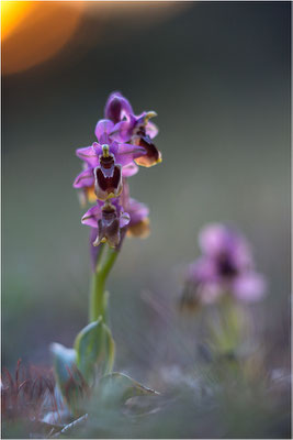 Ophrys tenthredinifera