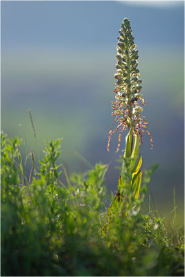 Bocks-Riemenzunge (Himantoglossum hircinum), Alsace, Frankreich