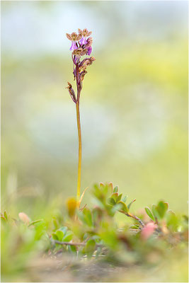 Spitzels Knabenkraut (Orchis spitzelii), Schweden, Gotland