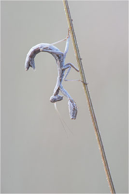 Graue Fangschrecke (Ameles decolor), Weibchen, Frankreich, Ardéche