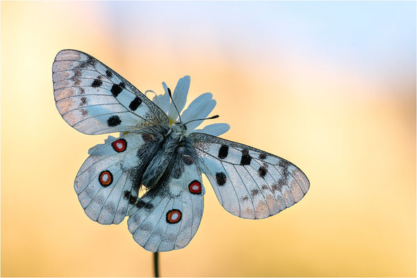 Roter Apollo (Parnassius apollo vercoricus), Frankreich, Dep. Isere