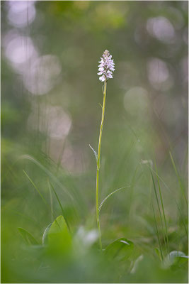Torfmoos-Fingerwurz (Dactylorhiza sphagnicola), Schweden, Gävleborgs Iän