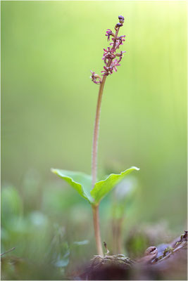 Kleines Zweiblatt (Listera cordata), Norrbotten, Schweden