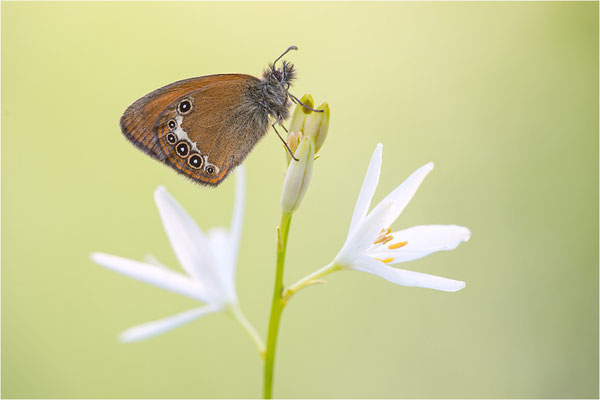Darwin´s Wiesenvögelchen (Coenonympha darwinia), Schweiz, Kanton Tessin, 1.600m