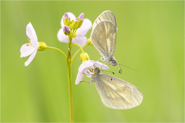 Tintenfleck-Weißling (Leptidea sinapis bzw. juvernica), Paar, Deutschland, Baden-Württemberg