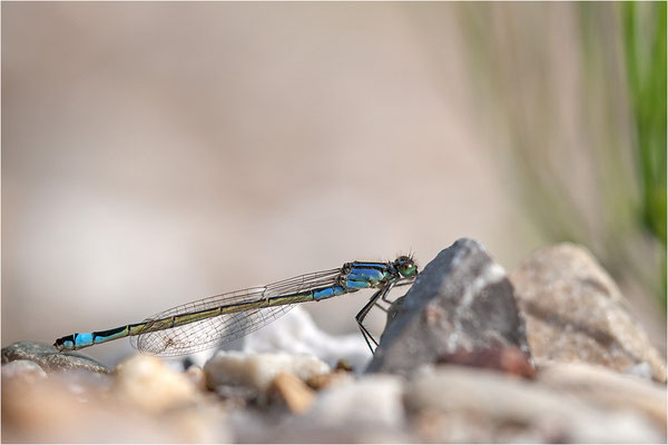 Große Pechlibelle (Ischnura elegans), Deutschland, Baden-Württemberg, Rheinaue