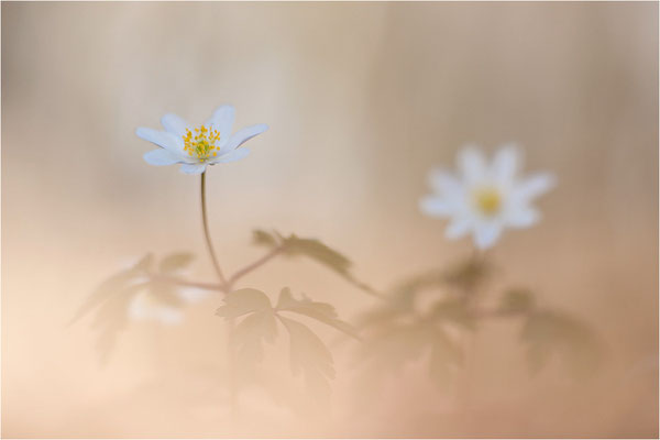 Buschwindröschen (Anemone nemorosa), Deutschland, Baden-Württemberg