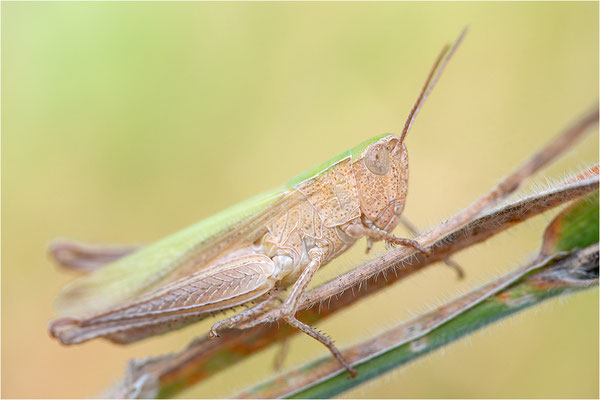 Wiesengrashüpfer (Chorthippus dorsatus), Deutschland, Baden-Württemberg