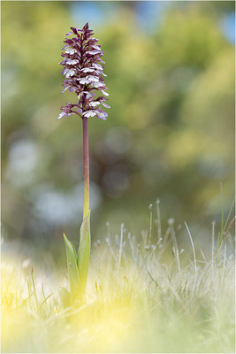 Purpur-Knabenkraut (Orchis purpurea), Frankreich, Drôme