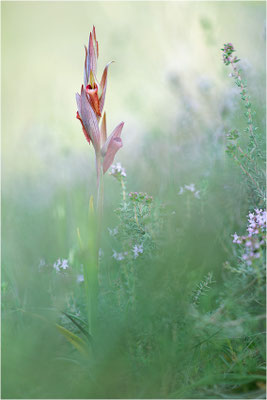 Pflugschar-Zungenstendel (Serapias vomeracea), Dep. Ardèche, Frankreich