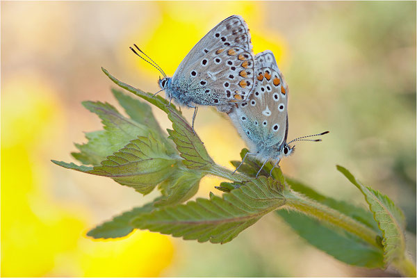 Himmelblauer Bläuling (Polyommatus bellargus), Paarung, Schweiz, Wallis