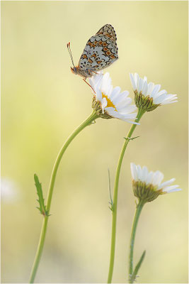 Flockenblumen-Scheckenfalter (Melitaea phoebe), Frankreich, Ardèche