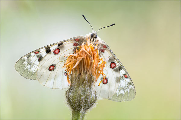 Hochalpen-Apollo (Parnassius phoebus), Italien, Region Aostatal