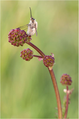 Kleiner Wollschweber (Bombylius minor), Deutschland, Baden-Württemberg