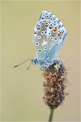 Himmelblauer Bläuling (Polyommatus bellargus), Deutschland, Baden-Württemberg