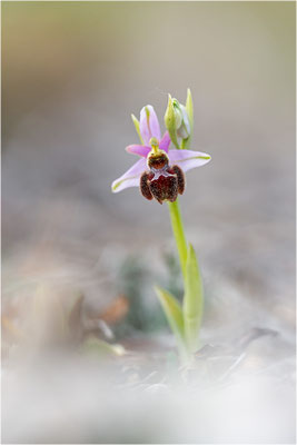 Ophrys ×neocamusii - Ophrys aurelia × Ophrys splendida