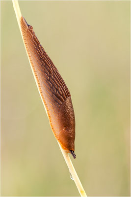 Spanische Wegschnecke (Arion vulgaris), Baden-Württemberg, Deutschland