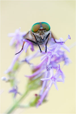 Philipomya aprica, Frankreich, Dep. Hautes-Alpes
