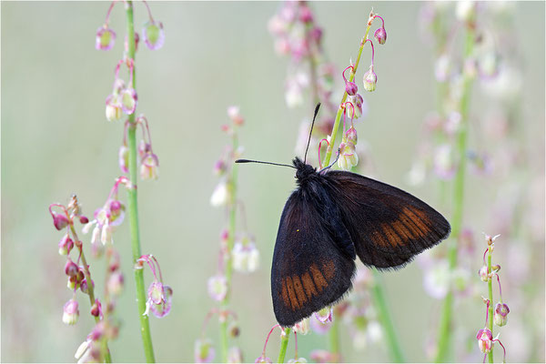 Ähnlicher Mohrenfalter (Erebia eriphyle), Italien, Region Aostatal, 1700m