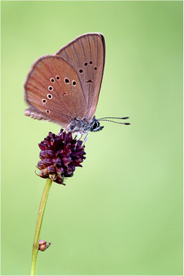 Dunkler Wiesenknopf-Ameisenbläuling (Phengaris nausithous), Deutschland, Baden-Württemberg