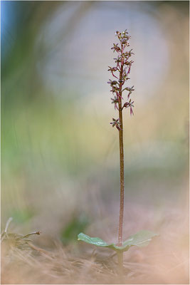 Kleines Zweiblatt (Listera cordata), Gotland, Schweden