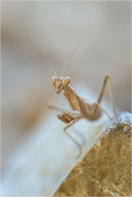 Graue Fangschrecke (Ameles decolor), Weibchen, Frankreich, Drôme