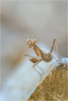 Graue Fangschrecke (Ameles decolor), Weibchen, Frankreich, Drôme