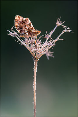 Magerrasen-Perlmuttfalter (Boloria dia), Frankreich, Drôme