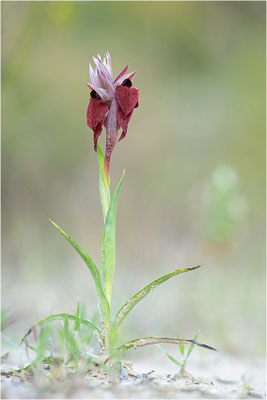 Herzförmiger Zungenstendel (Serapias cordigera), Italien, Sardinien