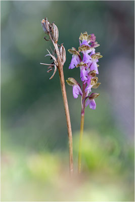 Spitzels Knabenkraut (Orchis spitzelii), Schweden, Gotland