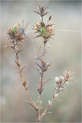 Lilienblatt-Sichelschrecke (Tylopsis lilifolia), Männchen, Frankreich, Ardèche
