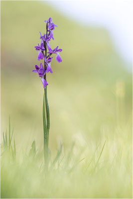 Sumpf-Hundswurz (Anacamptis palustris), Gotland, Schweden