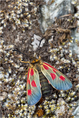 Alpen-Widderchen (Zygaena exulans), Weibchen, Italien, Region Aostatal, 2000m