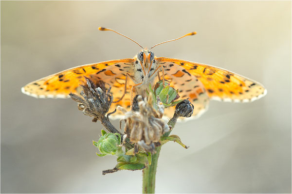 Roter Scheckenfalter (Melitaea didyma), Weibchen, Frankreich, Drôme