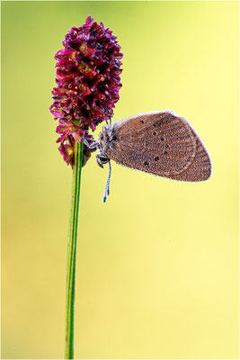 Dunkler Wiesenknopf-Ameisenbläuling (Phengaris nausithous), Deutschland, Baden-Württemberg