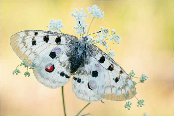 Roter Apollo (Parnassius apollo apollo), Schweden, Södermanlands län