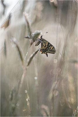 Schwalbenschwanz (Papilio machaon), Frankreich, Dep. Var