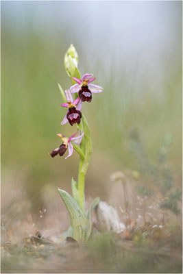 Drôme-Ragwurz (Ophrys drumana), Frankreich, Dep. Drôme