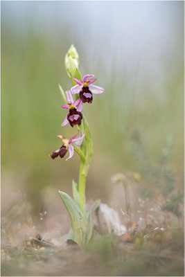 Drôme-Ragwurz (Ophrys drumana), Frankreich, Dep. Drôme