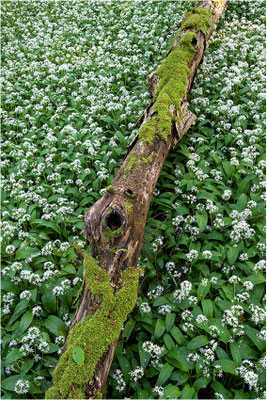 Bärlauchblüte, Baden-Württemberg