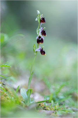 Chesterman´s Ragwurz (Ophrys chestermanii)