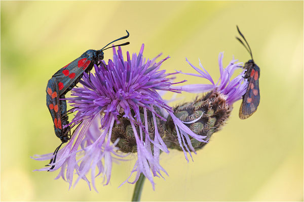 Sechsfleck-Widderchen (Zygaena filipendulae), Paarung, Deutschland, Baden-Württemberg