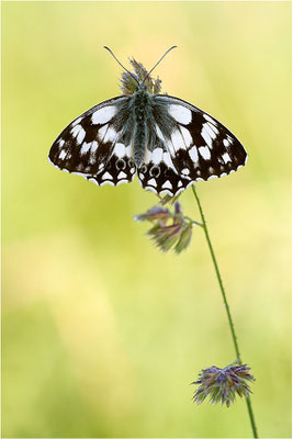 Schachbrettfalter (Melanargia galathea), Männchen mit asymmetrischen Flügeln, Deutschland, Baden-Württemberg